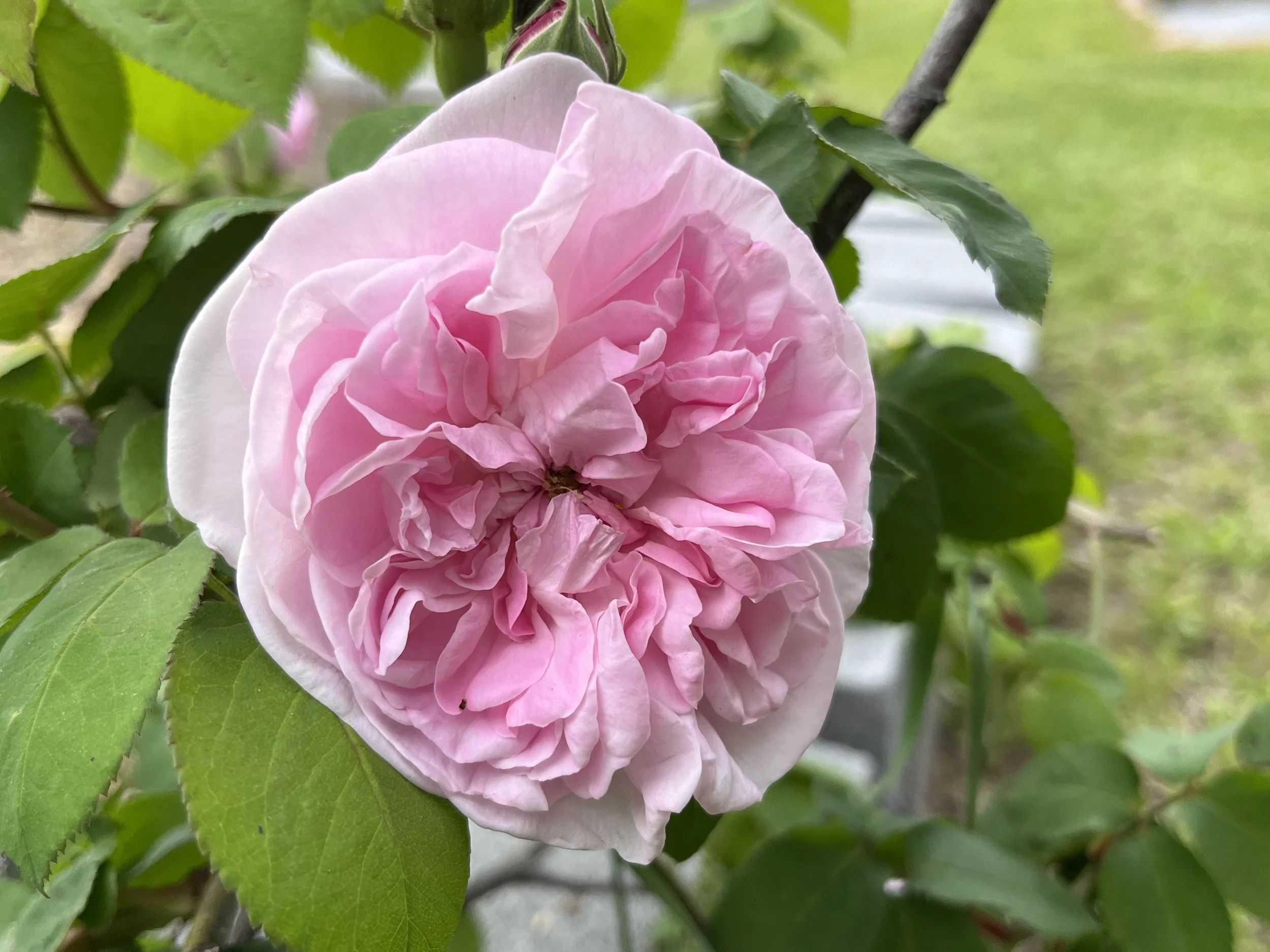 Rosie's Herb and Rose Farm